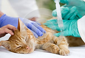 Little cat on the table veterrinary giving vaccine