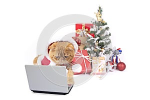 Little cat using laptop computer searching for christmas gift
