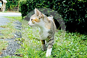 Little cat walks on the park.