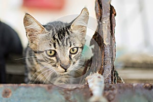 Little Cat Watching Fish