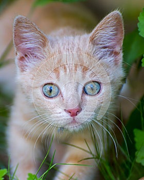 Little cat watching green eyes grass