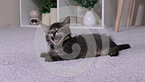 The little cat yawns funnily and watches the camera. A gray striped kitten enjoys life.