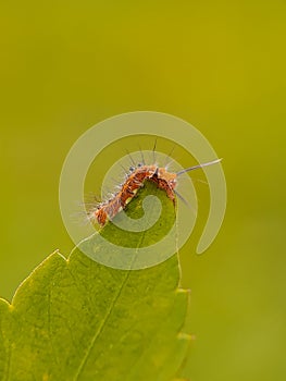 Little Caterpillar  on the Green leaf. insetc