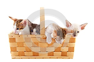 Little cats in basket