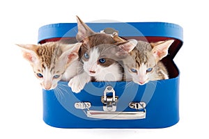 Little cats in basket