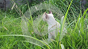 Little cats eat grass to treat their own illness.