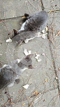 Little Cats Eating
