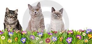 Little cats in a spring flower meadow
