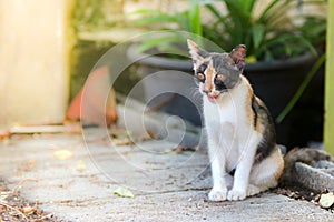 The little cats are staring at curiosity the outside homeStripe