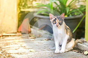 The little cats are staring at curiosity the outside homeStripe