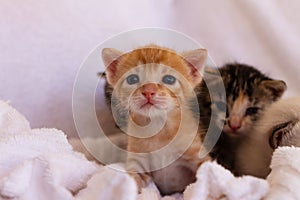 Little cats on a white towel. Baby pets. Free space to write