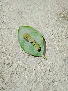 Little cattepillar on the green leaf