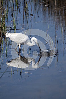 Little cattle egret and his reflection in the water