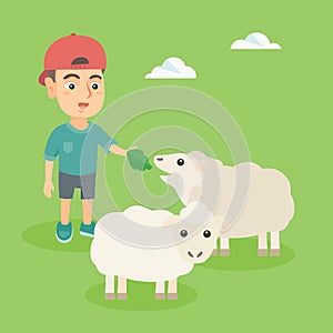 Little caucasian boy feeding a sheep with salad.