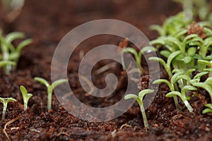 Little chamomile sprouts growing from seeds