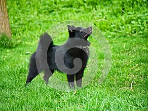 Little charming Belgian Shepherd Schipperke stands on the green grass