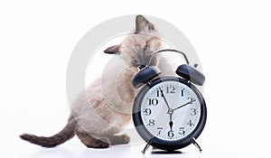 Little charming kitten with an alarm clock. Siamese cat gnaws clock, meal time