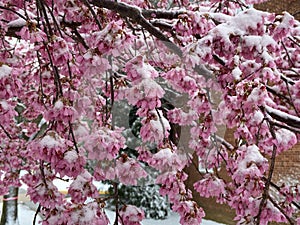 Little Cherry Blossoms Caught by the Winter Storm
