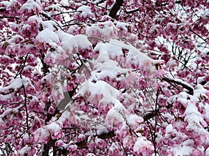 Little Cherry Blossoms Caught by the Winter Storm in March