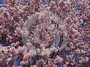 Little Cherry Blossoms Tree in Full Bloom