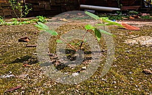 A little cherry plant growth on cement yard