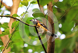A little Chestnut-blacked, ground, thrush
