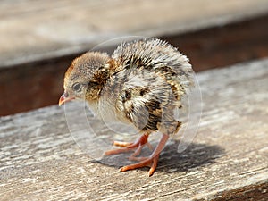 Little chick Alectoris chukar