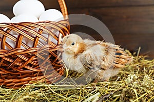 Little chick and chicken egg basket on the straw