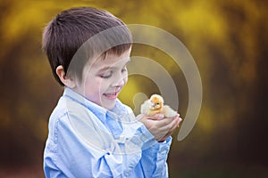 Little chick in child hands