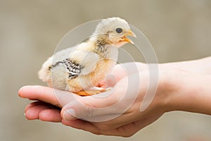 Little chick in female hands