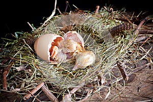 Little chick hatching