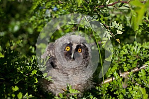 Little chick long-eared owl