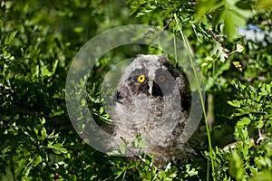 Little chick long-eared owl