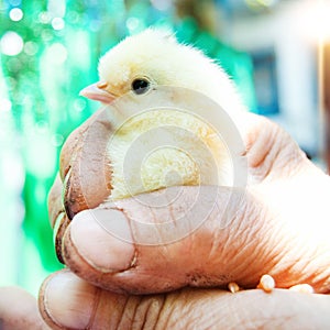 Little Chick in Man`s Hands