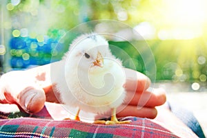 Little Chick in Man`s Hands