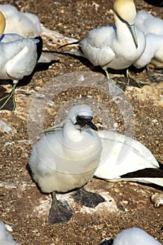 Little chick northern Gannet