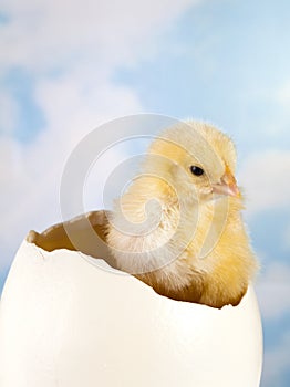 Little chick in ostrich egg