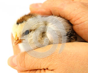Little chick protected by hands