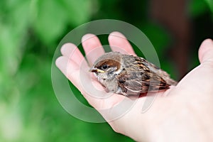 Little chick is sitting on the palm of his hand. Sparrow chick in the hand of man photo