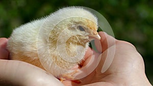 The little chick is sitting on the palms of his hands. New life hatched from an egg.