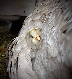 Little chick under wings of hen