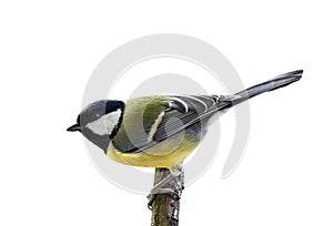 little chickadee bird sitting on a branch in a Park on an isolated white background
