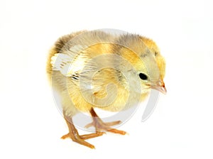 Little chicken photo