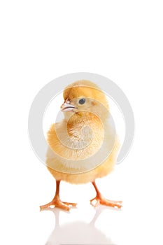 Little chicken animal isolated