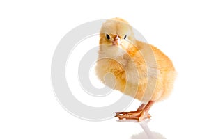 Little chicken animal isolated