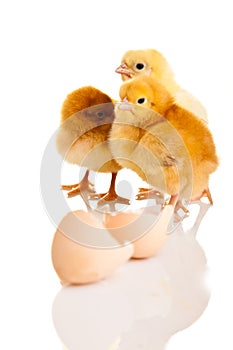 Little chicken animal isolated