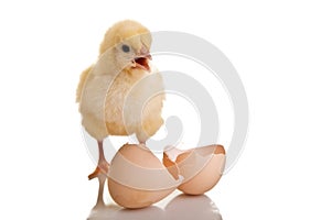 Little chicken animal isolated