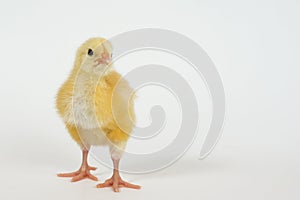 Little chicken broiler on white background