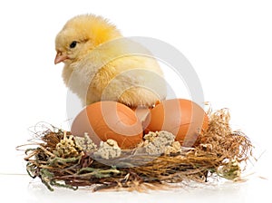 Little chicken and eggs in nest