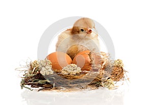 Little chicken and eggs in nest